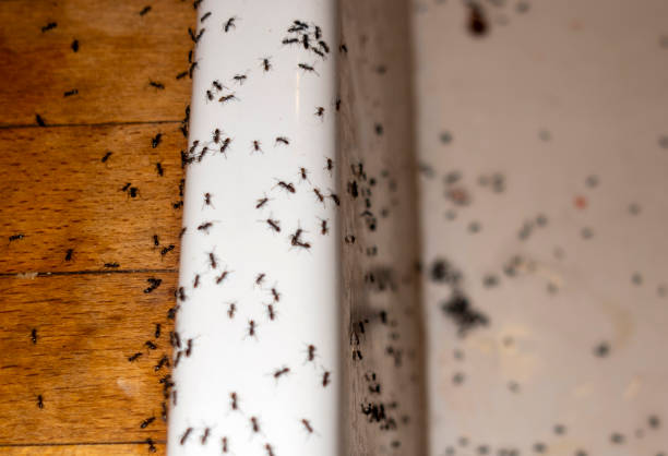 Best Local Pest Control Services  in South Uniontown, PA